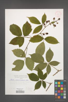 Rubus siemianicensis [KOR 29377]