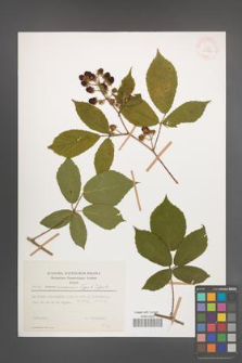 Rubus siemianicensis [KOR 29632]
