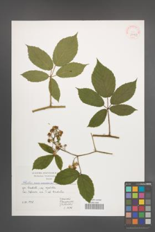 Rubus siemianicensis [KOR 39953]