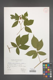 Rubus siemianicensis [KOR 39962]