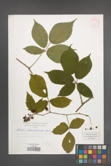 Rubus siemianicensis [KOR 29373]