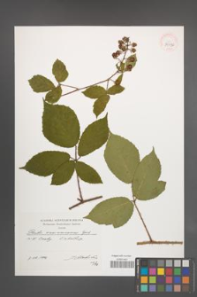 Rubus siemianicensis [KOR 39930]