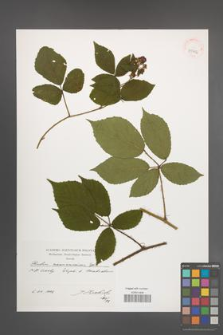 Rubus siemianicensis [KOR 39912]