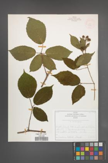 R. [Rubus] siemianicensis [KOR 51926]