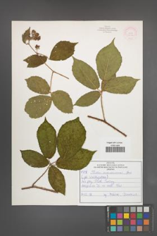 Rubus siemianicensis [KOR 52176]