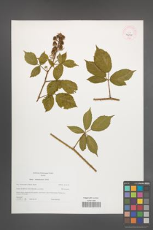 Rubus siemianicensis [KOR 46237]