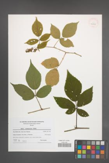 Rubus siemianicensis [KOR 40821]