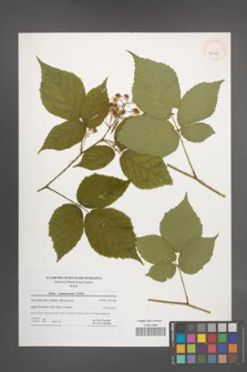 Rubus siemianicensis [KOR 40713]