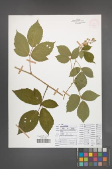 Rubus siemianicensis [KOR 52110]