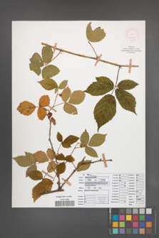Rubus siemianicensis [KOR 52108]