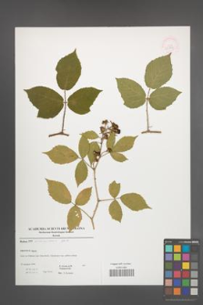 Rubus siemianicensis [KOR 52904]