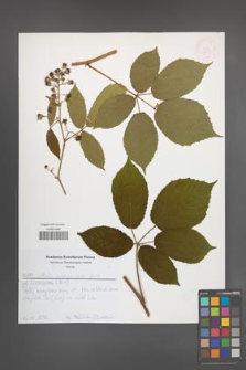 Rubus siemianicensis [KOR 52618]