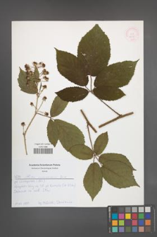 Rubus siemianicensis [KOR 52655]
