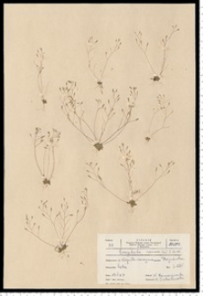 Erophila verna (L.) Chevall.
