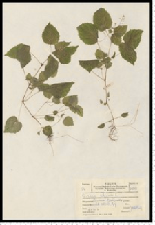 Circaea alpina L.