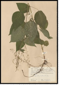 Circaea lutetiana L.