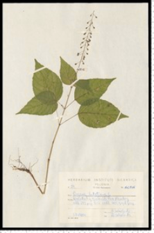 Circaea lutetiana L.