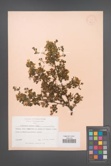 Calicotome villosa [KOR 12414]