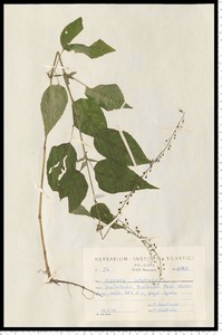 Circaea lutetiana L.