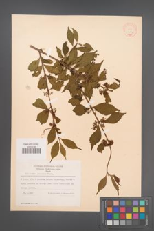 Callicarpa japonica [KOR 12357]
