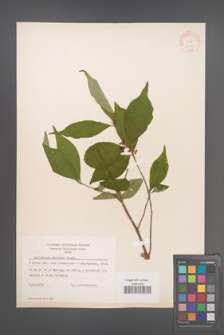 Callicarpa japonica [KOR 12355]