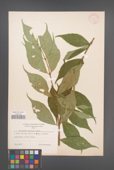 Callicarpa japonica [KOR 12354]