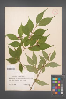 Callicarpa japonica [KOR 12356]