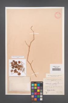 Calligonum aphyllum [KOR 12362]