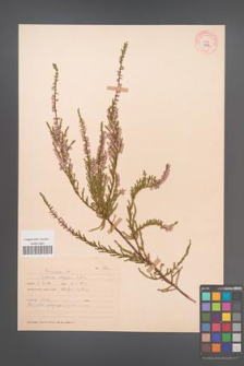 Calluna vulgaris [KOR 9072]