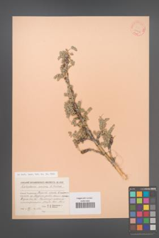 Calophaca sericea [KOR 23951]