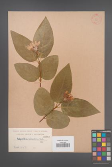Calycanthus occidentalis [KOR 764]