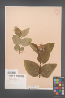 Butneria occidentalis [KOR 767]