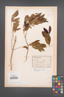 Campomanesia desertorum [KOR 25932]