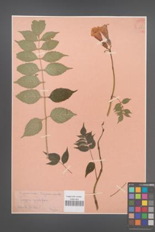 Campsis grandiflora [KOR 33905]