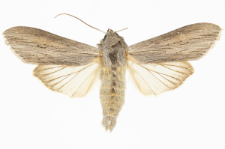 Cucullia umbratica