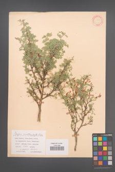 Caragana acanthophylla [KOR 12475]