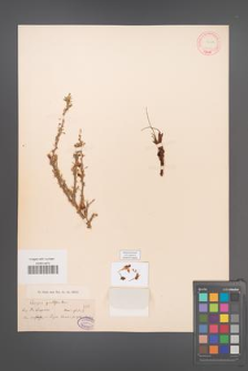 Caragana grandiflora [KOR 12485]