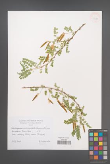 Caragana microphylla [KOR 43863]
