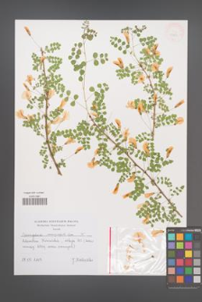 Caragana microphylla [KOR 43851]