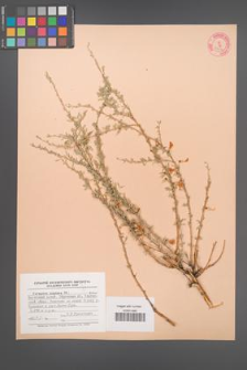 Caragana pygmaea [KOR 23997]