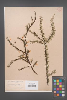 Caragana pygmaea [KOR 54312]