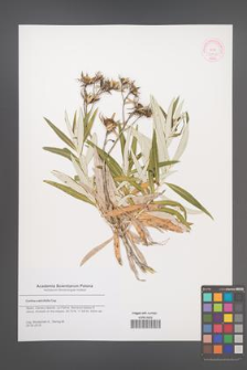 Carlina salicifolia [KOR 52803]
