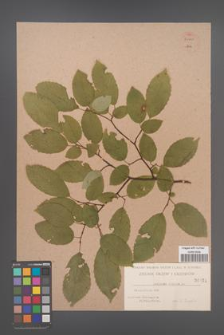 Carpinus betulus [KOR 54444]