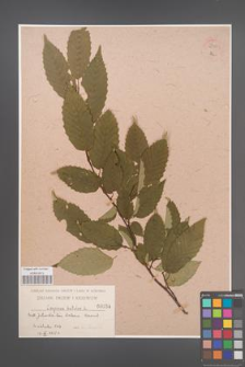 Carpinus betulus [KOR 54863]