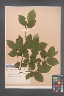 Carpinus betulus [KOR 1715]