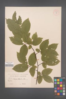 Carpinus betulus [KOR 54446]