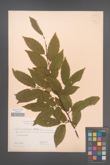 Carpinus betulus [KOR 3204]