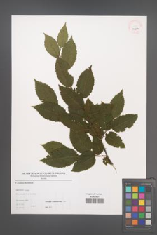 Carpinus betulus [KOR 39004]