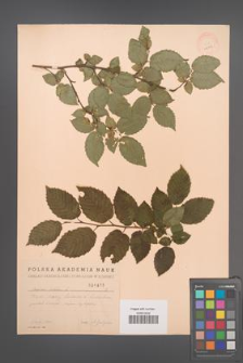 Carpinus betulus [KOR 1975]
