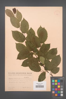 Carpinus betulus [KOR 1976]